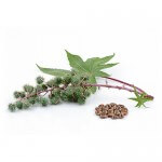 Castor Oil